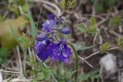 Delphinium bicolor, photographed by Spencer Quayle