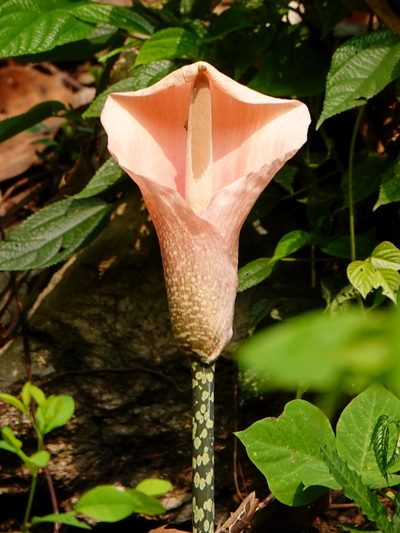 Amorphophallus bulbifer, photographed by Subhadra Devi