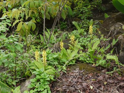 Eulophia ochreata, photographed by Dinesh Valke