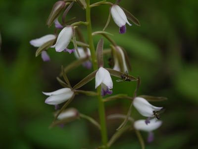 Eulophia herbacea, photographed by Dinesh Valke