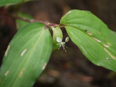 Commelina suffruticosa, photographed by Dinesh Valke