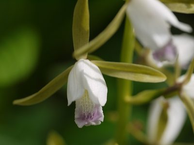 Eulophia herbacea, photographed by Dinesh Valke