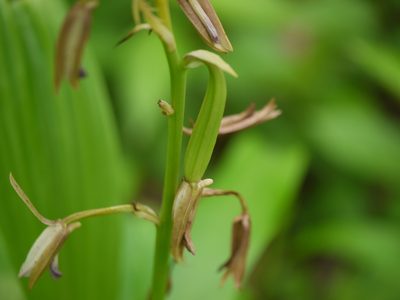 Eulophia herbacea, photographed by Dinesh Valke