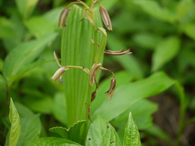 Eulophia herbacea, photographed by Dinesh Valke