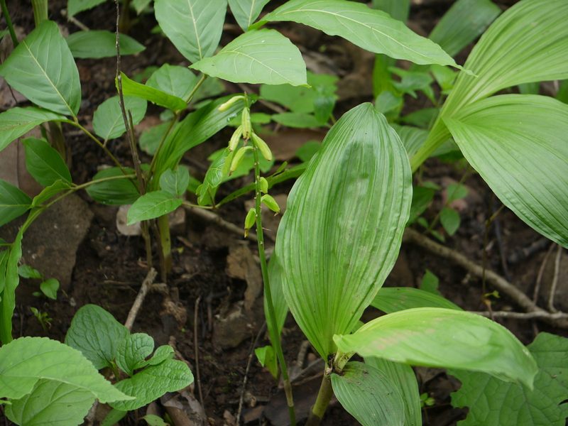 Eulophia ochreata, photographed by Dinesh Valke