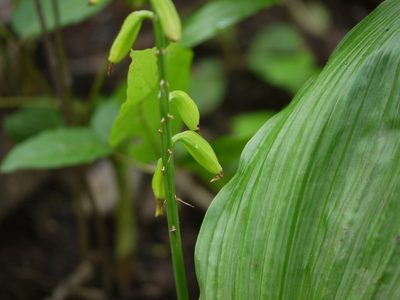 Eulophia ochreata, photographed by Dinesh Valke