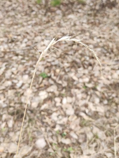 Elymus sibiricus, photographed by Юлия