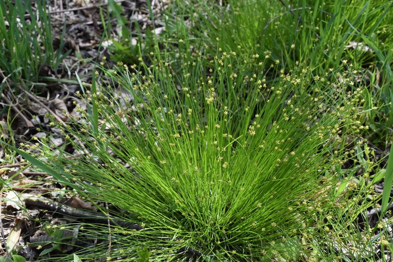 Carex onoei, photographed by Repina Tatyana