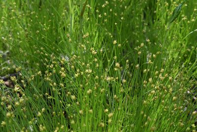 Carex onoei, photographed by Repina Tatyana