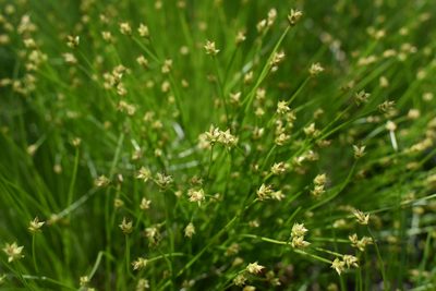 Carex onoei, photographed by Repina Tatyana
