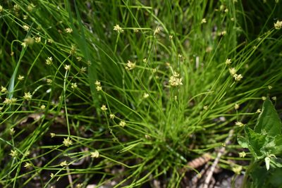 Carex onoei, photographed by Repina Tatyana