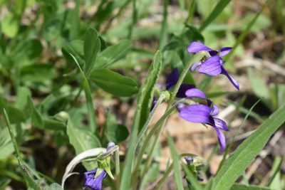 Viola mandshurica, photographed by Repina Tatyana