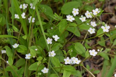 Trigonotis radicans, photographed by Repina Tatyana