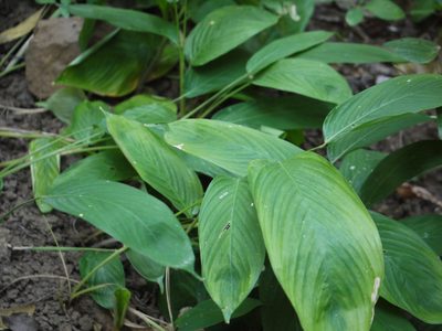 Stachyphrynium spicatum, photographed by Dinesh Valke