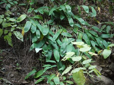 Stachyphrynium spicatum, photographed by Dinesh Valke
