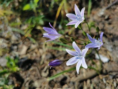 Triteleia bridgesii, photographed by Antoine Guiguet