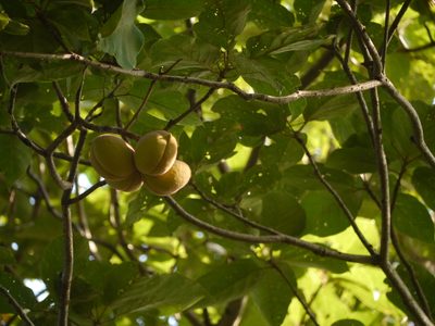 Sterculia guttata, photographed by Dinesh Valke