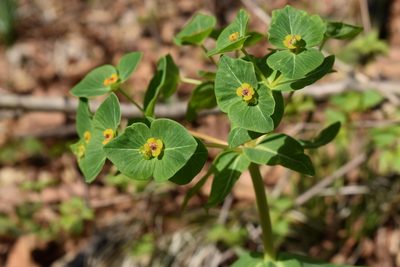 Euphorbia komaroviana, photographed by Repina Tatyana