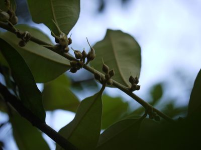 Xantolis tomentosa, photographed by Dinesh Valke