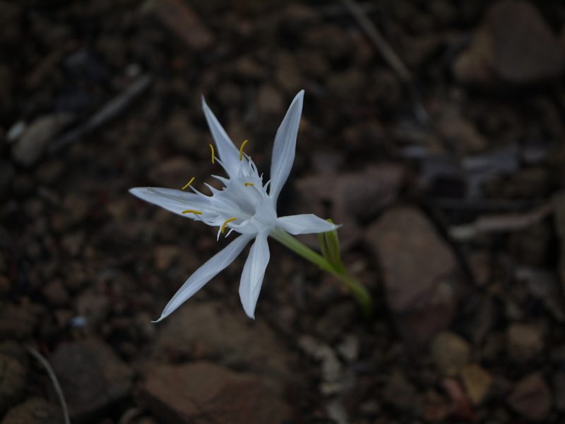 Pancratium triflorum, photographed by Dinesh Valke