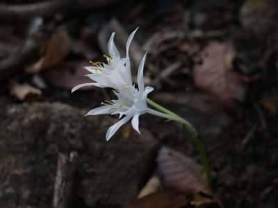Pancratium triflorum, photographed by Dinesh Valke
