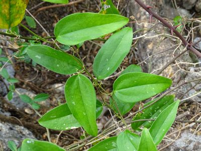 Smilax spinosa, photographed by Alexis López Hernández