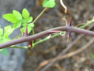 Smilax spinosa, photographed by Alexis López Hernández