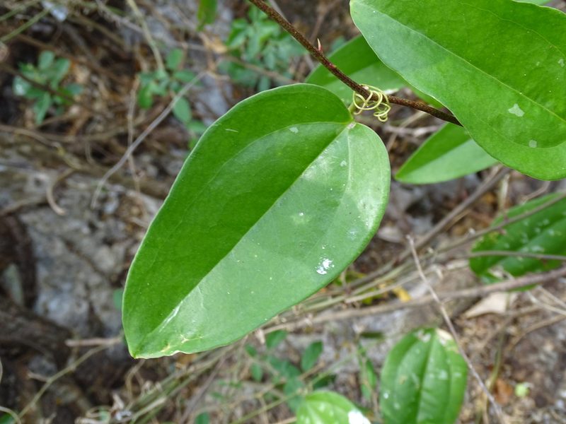 Smilax spinosa, photographed by Alexis López Hernández