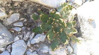 Selaginella ribae, photographed by Rogelio Reyna-Hernández