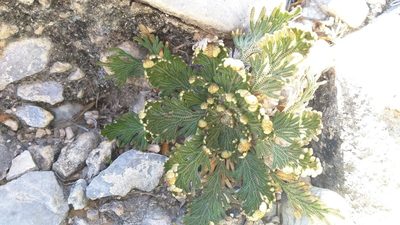 Selaginella ribae, photographed by Rogelio Reyna-Hernández