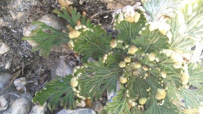 Selaginella ribae, photographed by Rogelio Reyna-Hernández