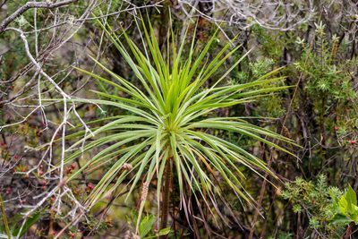 Wilkesia gymnoxiphium, photographed by Meghan Cassidy