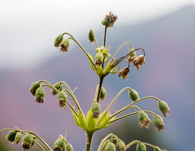 Wilkesia gymnoxiphium, photographed by Meghan Cassidy