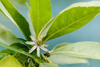 Scaevola procera, photographed by Meghan Cassidy