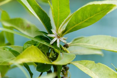 Scaevola procera, photographed by Meghan Cassidy