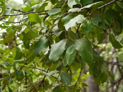 Diospyros melanoxylon, photographed by Dinesh Valke