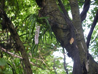 Rhynchostylis retusa, photographed by Dinesh Valke