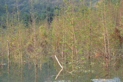 Metasequoia glyptostroboides, photographed by Colin Meurk