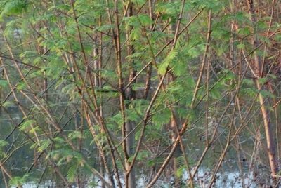 Metasequoia glyptostroboides, photographed by Colin Meurk