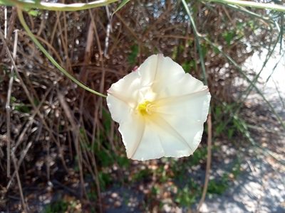 Convolvulus scammonia, photographed by Eleftherios Katsillis