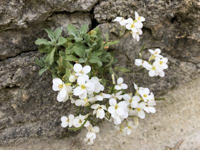 Arabis caucasica, photographed by Jason Grant