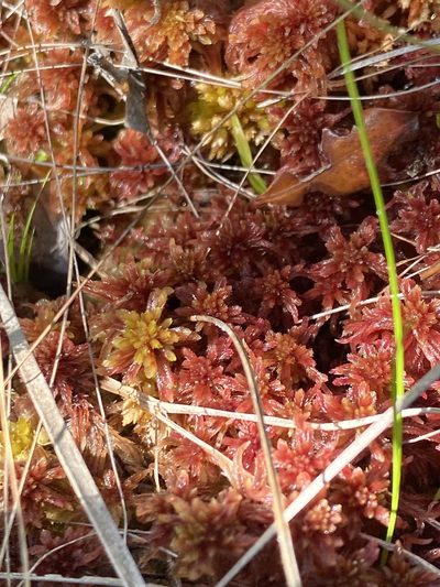 Sphagnum bartlettianum, photographed by Alan Weakley