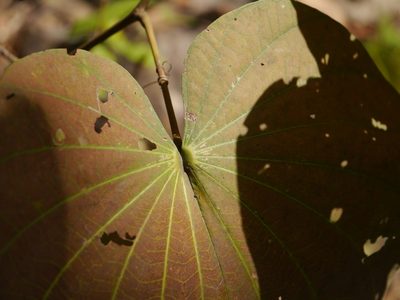 Piliostigma foveolatum, photographed by Dinesh Valke