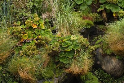 Azorella polaris, photographed by Christopher Stephens