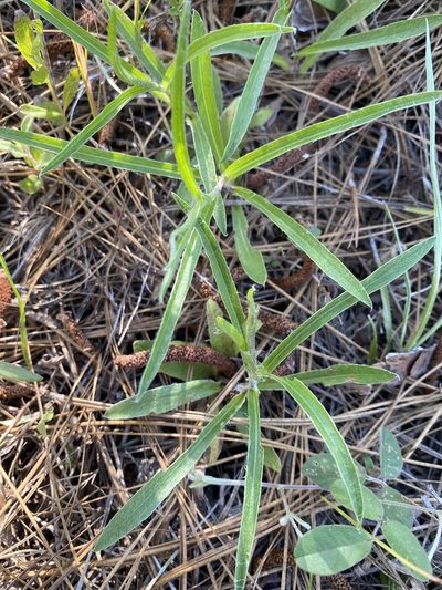 Pityopsis flexuosa, photographed by Alan Weakley