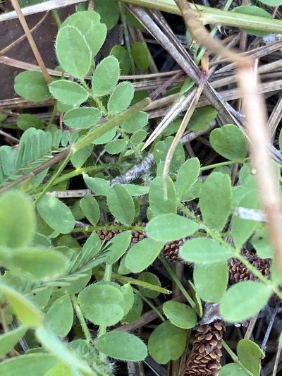 Astragalus villosus, photographed by Alan Weakley