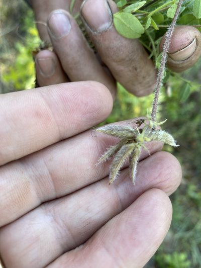Astragalus villosus, photographed by Alan Weakley