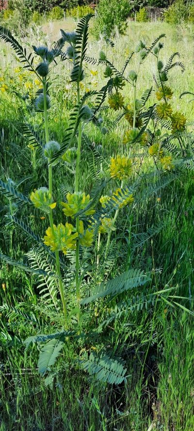 Astragalus alopecuroides, photographed by Cristian
