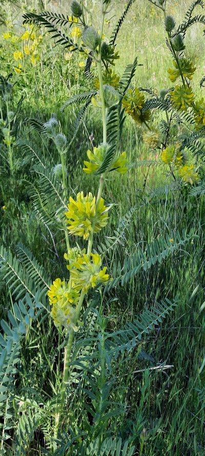 Astragalus alopecuroides, photographed by Cristian