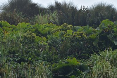 Azorella polaris, photographed by Christopher Stephens